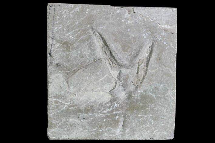 Fossil Bird Track - Green River Formation, Utah #105503